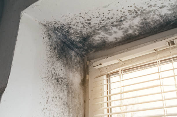 Affordable Mold Remediation solutions in Cross Fork, PA